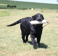 Rosie, a female Labrador Retriever for sale in Red Bud, IL – 2 of 10