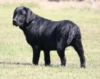 Tilly, a female Labrador Retriever for sale in Red Bud, IL – 6 of 9