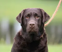 Molly, a female Labrador Retriever for sale in Red Bud, IL – 4 of 10