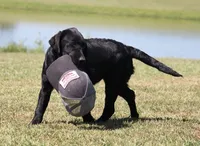Rosie, a female Labrador Retriever for sale in Red Bud, IL – 9 of 10
