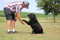 Drake, a male Labrador Retriever for sale in Red Bud, IL – 8 of 10