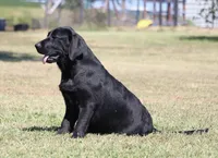 Birdie, a female Labrador Retriever for sale in Red Bud, IL – 10 of 10