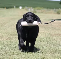 Birdie, a female Labrador Retriever for sale in Red Bud, IL – 2 of 10