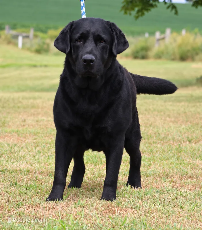 Drake – Labrador Retriever puppy for sale in Red Bud, IL