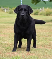 Drake, a male Labrador Retriever for sale in Red Bud, IL – 10 of 10