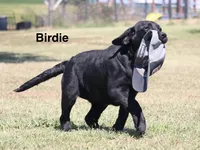 Birdie, a female Labrador Retriever for sale in Red Bud, IL – 6 of 10