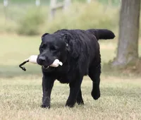 Drake, a male Labrador Retriever for sale in Red Bud, IL – 2 of 10