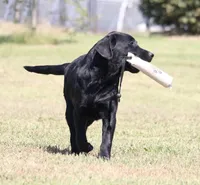 Rosie, a female Labrador Retriever for sale in Red Bud, IL – 1 of 10