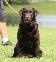 Molly, a female Labrador Retriever for sale in Red Bud, IL – 5 of 10