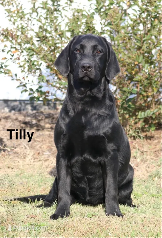 Tilly – Labrador Retriever puppy for sale in Red Bud, IL