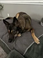 Emma, a female German Shepherd Dog for sale in Inman, SC – 3 of 3