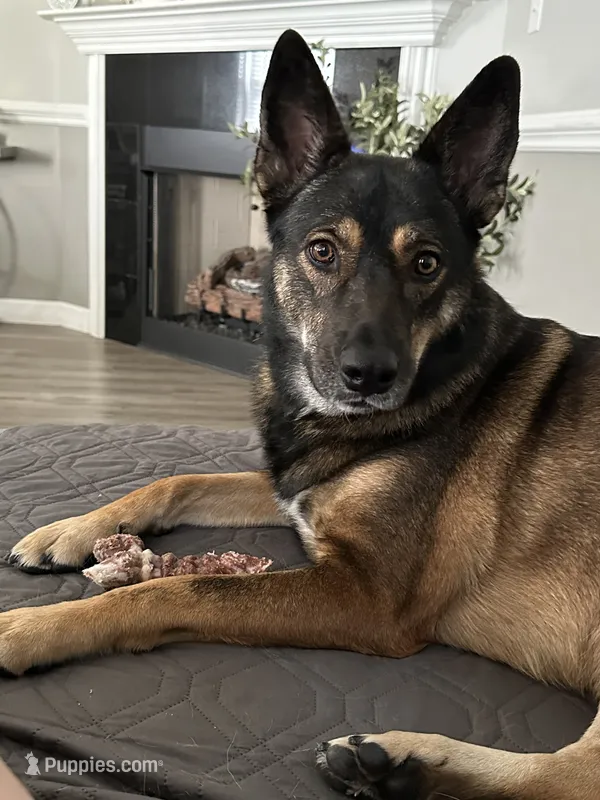 Emma – German Shepherd Dog puppy for sale in Inman, SC
