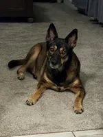 Emma, a female German Shepherd Dog for sale in Inman, SC – 2 of 3