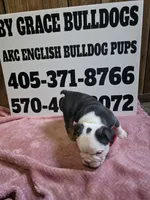 Truffle , a female English Bulldog for sale in Oklahoma City, OK – 8 of 8