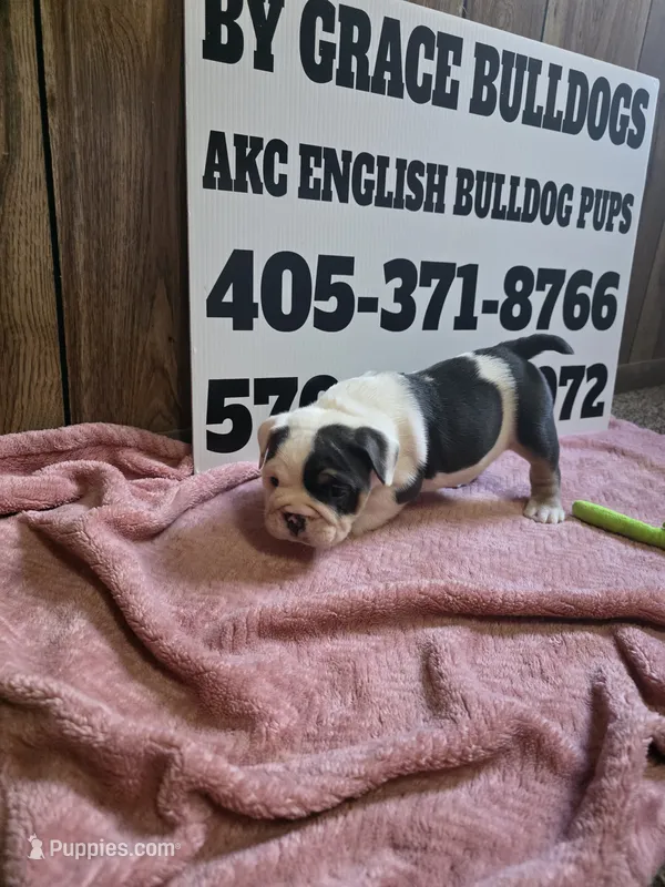 Cake 🎂  – English Bulldog puppy for sale in Oklahoma City, OK