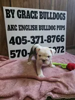 Moose, a female English Bulldog for sale in Oklahoma City, OK – 2 of 7