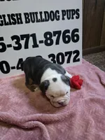 Truffle , a female English Bulldog for sale in Oklahoma City, OK – 6 of 8