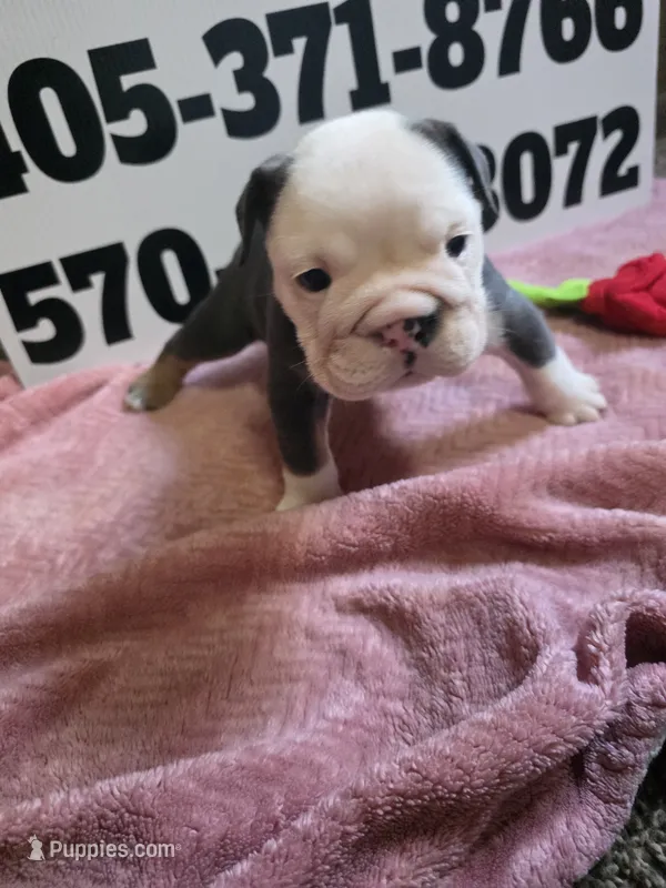 Squirrel – English Bulldog puppy for sale in Oklahoma City, OK