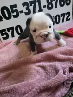 Squirrel, a female English Bulldog for sale in Oklahoma City, OK – 1 of 6