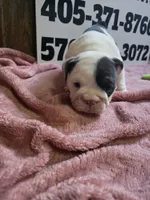 Cup Cake, a female English Bulldog for sale in Oklahoma City, OK – 4 of 8