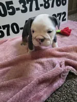 Squirrel, a female English Bulldog for sale in Oklahoma City, OK – 4 of 6