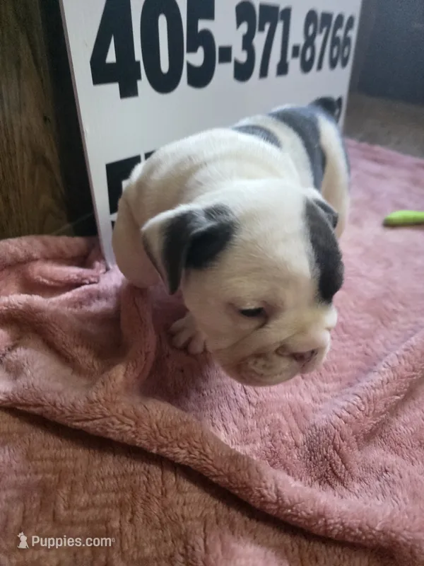 Cup Cake – English Bulldog puppy for sale in Oklahoma City, OK