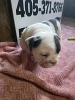 Cup Cake, a female English Bulldog for sale in Oklahoma City, OK – 1 of 8