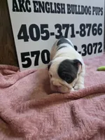 Cup Cake, a female English Bulldog for sale in Oklahoma City, OK – 8 of 8