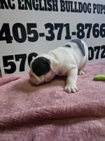 Cup Cake, a female English Bulldog for sale in Oklahoma City, OK – 2 of 8