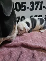 Moose, a female English Bulldog for sale in Oklahoma City, OK – 5 of 7
