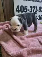 Squirrel, a female English Bulldog for sale in Oklahoma City, OK – 5 of 6