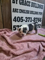 Cake 🎂 , a female English Bulldog for sale in Oklahoma City, OK – 3 of 3