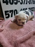 Moose, a female English Bulldog for sale in Oklahoma City, OK – 7 of 7