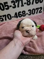 Truffle , a female English Bulldog for sale in Oklahoma City, OK – 3 of 8