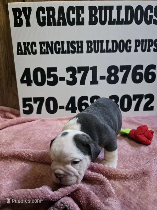 Truffle  – English Bulldog puppy for sale in Oklahoma City, OK
