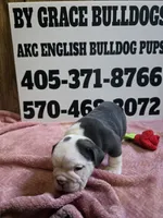 Truffle , a female English Bulldog for sale in Oklahoma City, OK – 1 of 8