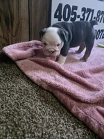 Squirrel, a female English Bulldog for sale in Oklahoma City, OK – 2 of 6
