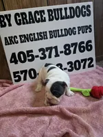 Cup Cake, a female English Bulldog for sale in Oklahoma City, OK – 5 of 8