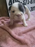 Cup Cake, a female English Bulldog for sale in Oklahoma City, OK – 6 of 8