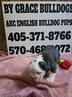 Truffle , a female English Bulldog for sale in Oklahoma City, OK – 2 of 8