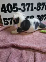 Moose, a female English Bulldog for sale in Oklahoma City, OK – 4 of 7