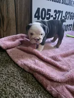 Squirrel, a female English Bulldog for sale in Oklahoma City, OK – 3 of 6