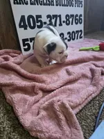 Cup Cake, a female English Bulldog for sale in Oklahoma City, OK – 7 of 8