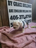 Moose, a female English Bulldog for sale in Oklahoma City, OK – 3 of 7