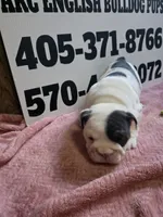 Cup Cake, a female English Bulldog for sale in Oklahoma City, OK – 3 of 8
