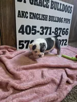 Cake 🎂 , a female English Bulldog for sale in Oklahoma City, OK – 2 of 3
