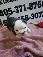 Squirrel, a female English Bulldog for sale in Oklahoma City, OK – 6 of 6