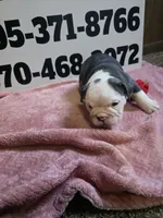 Truffle , a female English Bulldog for sale in Oklahoma City, OK – 7 of 8