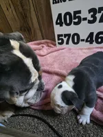 Truffle , a female English Bulldog for sale in Oklahoma City, OK – 4 of 8