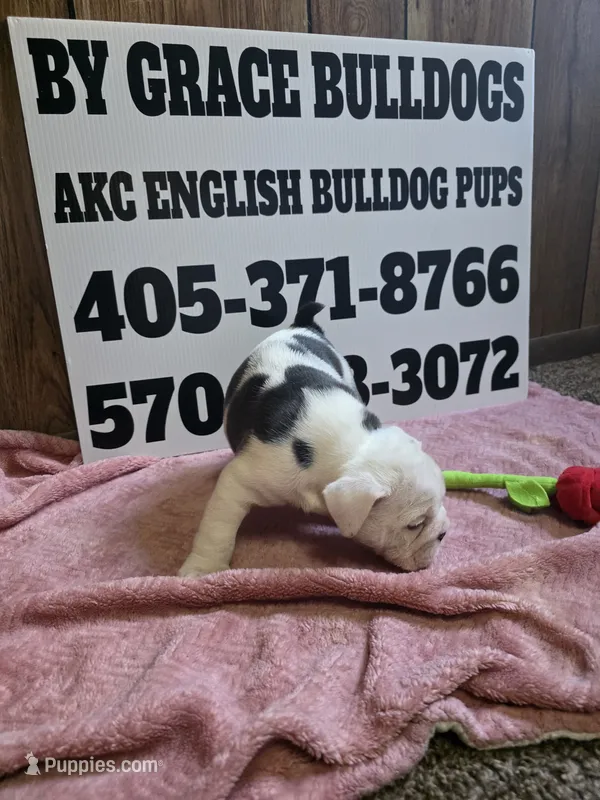 Moose – English Bulldog puppy for sale in Oklahoma City, OK